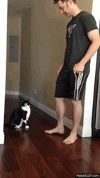 Cat Hug Cute Lift Me Please GIF