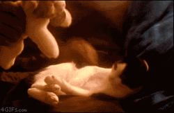 Cat Hug Cute Teddy Bear Cuddle GIF
