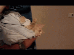Cat Hug Dad's Hands Love You GIF