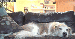 Cat Hug Jumping Surprise On Golden Retriever GIF
