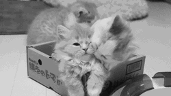 Cat Hug Mom Cleaning Kitten Love GIF