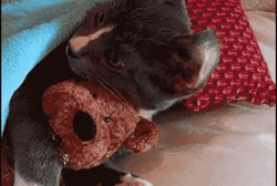 Cat Hug This Is My Teddy Bear GIF