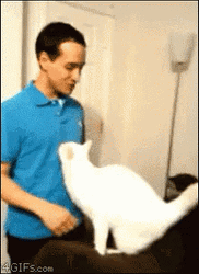 Cat Hug White Kitten Hug Guy GIF