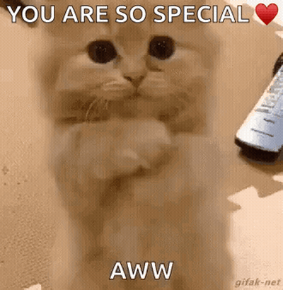Cat Hugging Paws Saying You Are So Special GIF