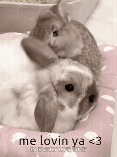 Cat Hugging Rabbit On Bed GIF
