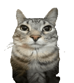 Cat Hugs Sticker GIF