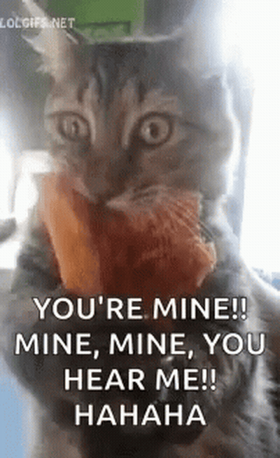 Cat I Can Have Pizza GIF