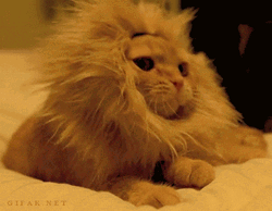 Cat Imitating Lions Roaring GIF