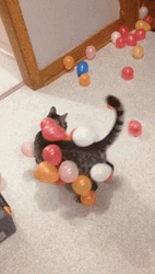 Cat In Balloons GIF