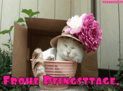 Cat In Basket Wearing Flower Hat Frohe Pfingsttage GIF