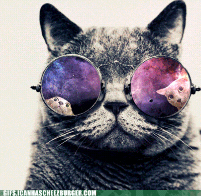 Cat In Bat Costume Under Full Moon GIF