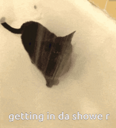 Cat In Bathtub Getting In Da Shower GIF