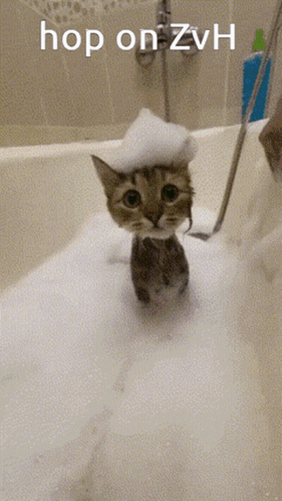 Cat In Bathtub With Foam On Head Saying Hop On Zvh GIF