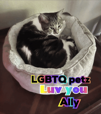 Cat In Bed Lgbtq Petz Luv You Ally GIF
