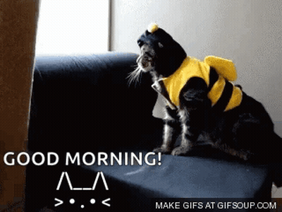 Cat In Bee Costume Saying Good Morning GIF