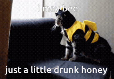 Cat In Bee Costume Sitting On Couch GIF