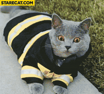 Cat In Black And Yellow Striped Sweater With Starecat.com Logo GIF