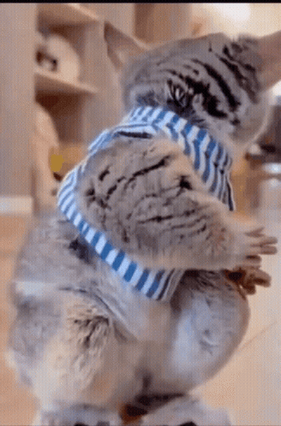 Cat In Blue And White Striped Scarf GIF