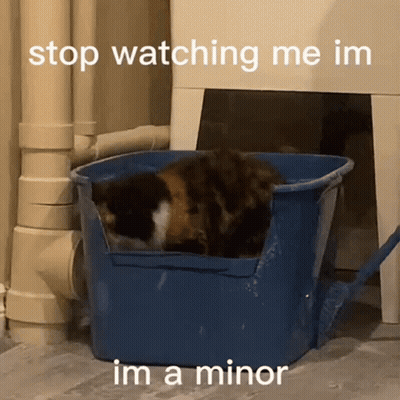 Cat In Blue Bucket Stop Watching Me GIF