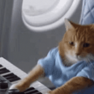 Cat In Blue Shirt Sitting At Keyboard GIF