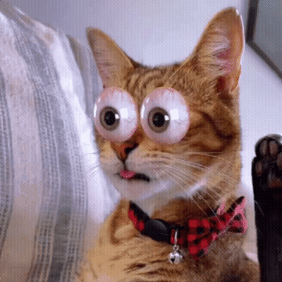 Cat In Bow Tie And Glasses GIF