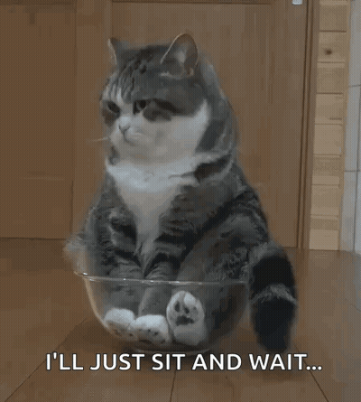 Cat In Bowl Saying I'll Just Sit And Wait GIF