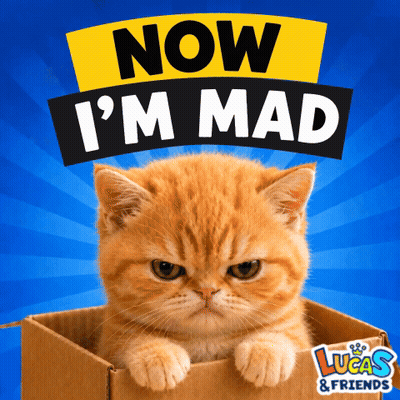 Cat In Box Now I'm Mad GIF
