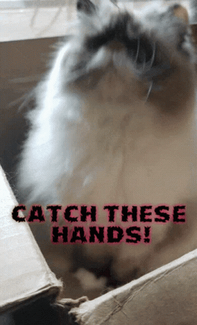Cat In Box Saying Catch These Hands GIF