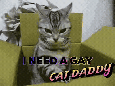 Cat In Box Saying I Need A Gay Cat Daddy GIF