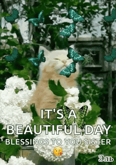 Cat In Bush With Butterflies Saying It's A Beautiful Day Blessings To You Sister GIF