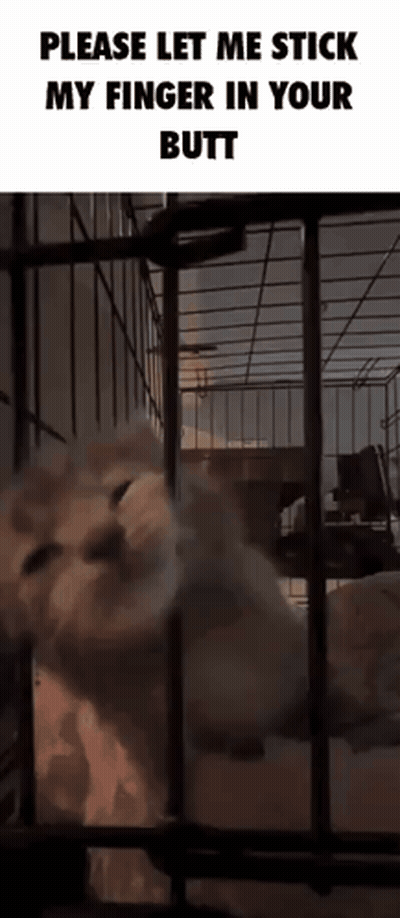 Cat In Cage Saying Please Let Me Stick My Finger In Your Butt GIF