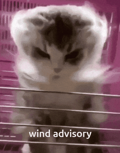 Cat In Cage Wind Advisory GIF