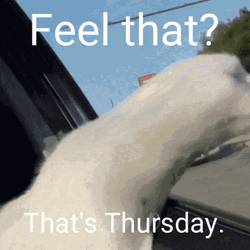 Cat In Car Feel That Thats Thursday Meme GIF