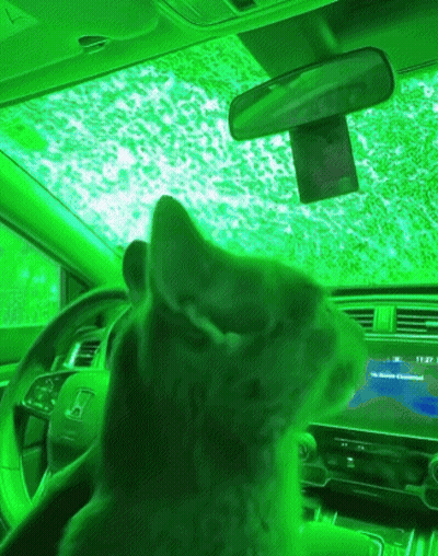 Cat In Car With Green Roof GIF