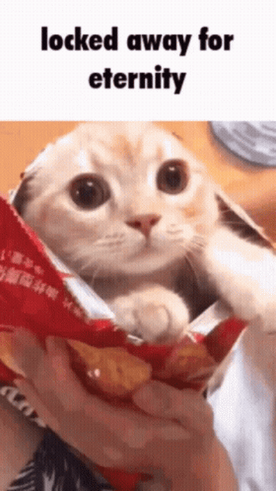 Cat In Chip Bag Locked Away For Eternity GIF