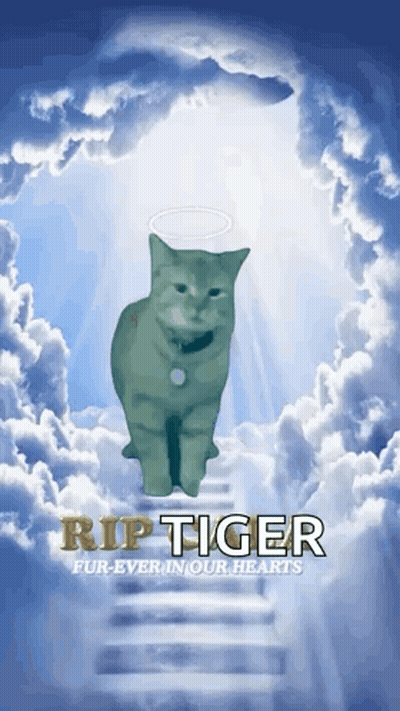 Cat In Clouds Rip Tiger GIF
