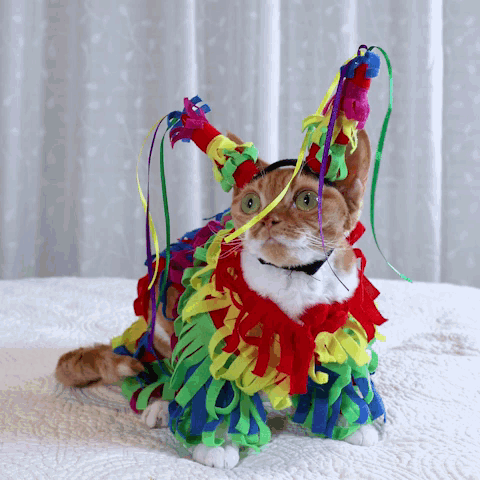 Cat In Colorful Costume With Ribbons GIF