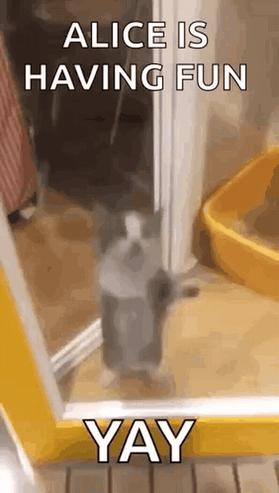 Cat In Doorway Saying Alice Is Having Fun Yay GIF