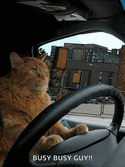 Cat In Driver's Seat Saying Busy Busy Guy GIF
