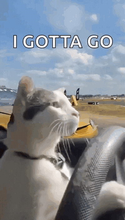 Cat In Driver Seat Saying I Gotta Go GIF