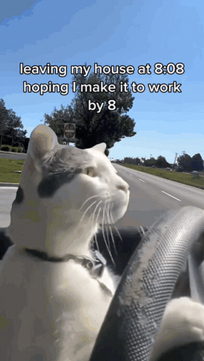 Cat In Driver Seat Saying Leaving My House At 8:08 GIF