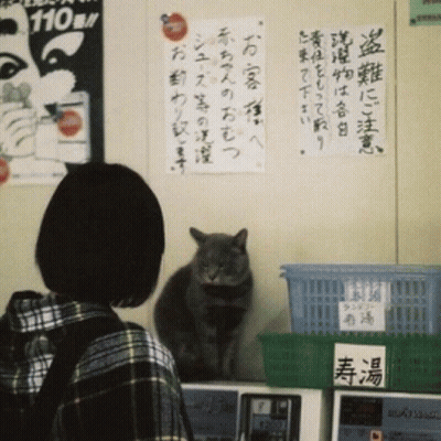 Cat In Front Of 110 Sign GIF