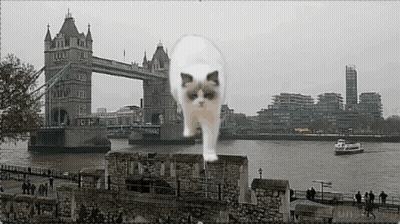 Cat In Front Of Bridge With Boat GIF