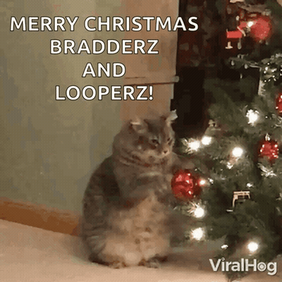 Cat In Front Of Christmas Tree Saying Merry Christmas Bradderz And Looperz GIF