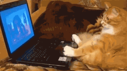 Cat In Front Of Laptop