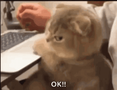 Cat In Front Of Laptop With Person Holding GIF