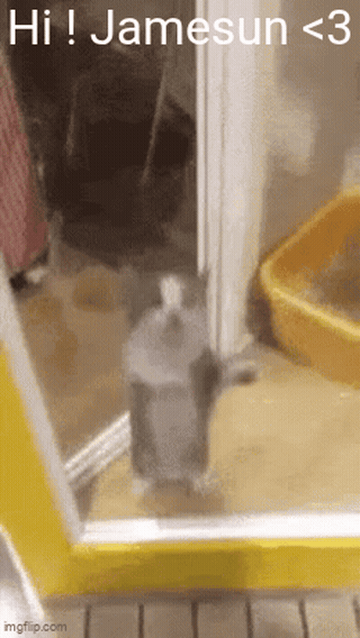 Cat In Front Of Yellow Door Saying Hi Jamesun < 3 GIF