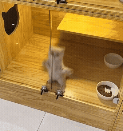 Cat In Glass Cabinet Next To Food Bowl GIF