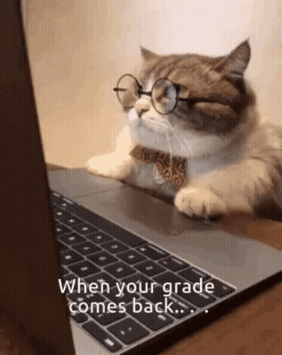 Cat In Glasses And Bow Tie Looking At Laptop GIF