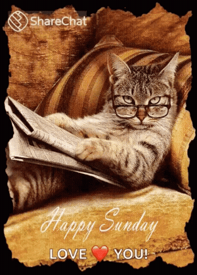 Cat In Glasses Laying On Couch Reading Newspaper Saying Happy Sunday Love You GIF